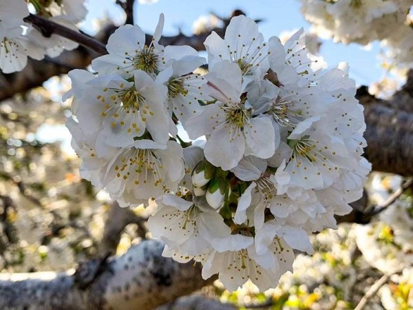 Cherry blossom: treatments for maximum quality