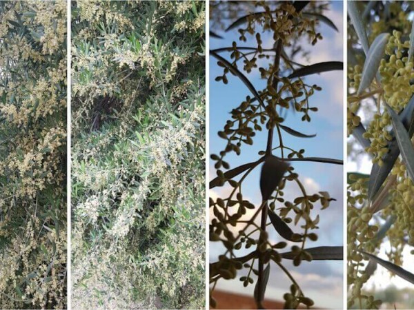 Olive flowering: biostimulant treatments to increase yield