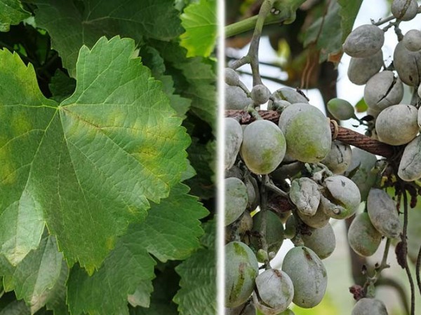 How to combat powdery mildew and downy mildew of the grapevine