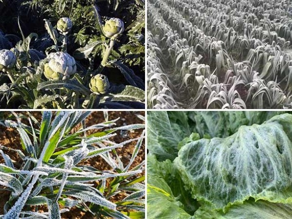 Plant stress: how to prevent damages in cold conditions