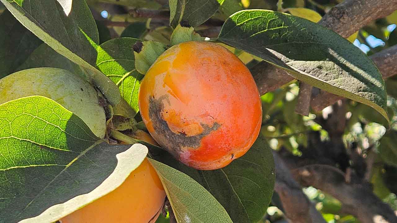 Control de trip en caqui