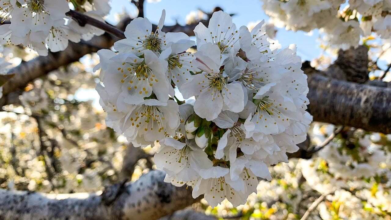 Cherry blossom: treatments for maximum quality