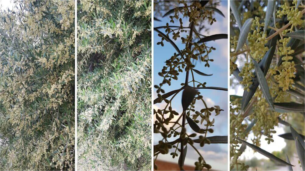 floración del olivo: bioestimulantes y mejora de rendimiento