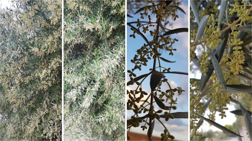 Olive flowering: biostimulant treatments to increase yield