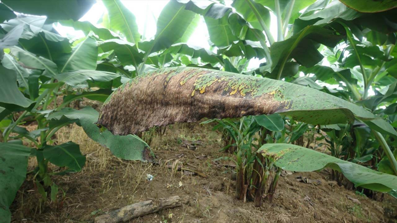 Banana leaf with visible black sigatoka symptoms Controlling black sigatoka in banana