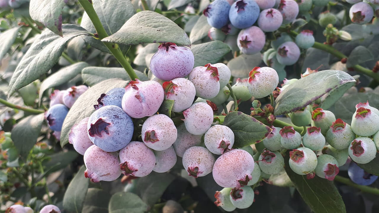 Botrytis in blueberries
