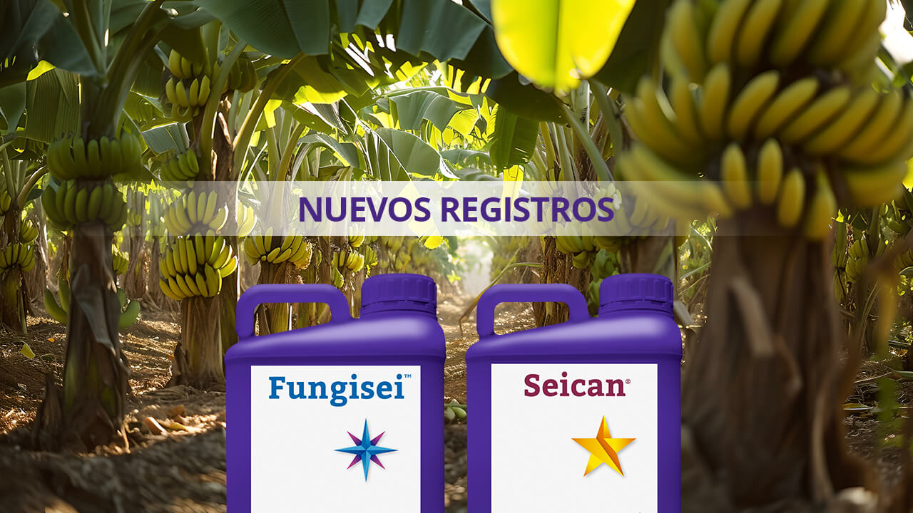 New Seipasa registration for biocontrol in bananas