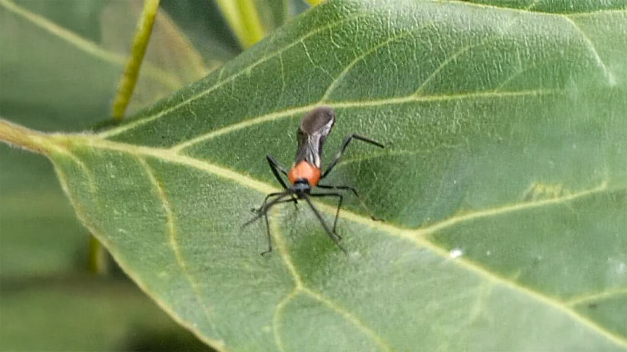 Monalonion velezangeli on avocado leaf. Monalonion in avocados: biological control strategies