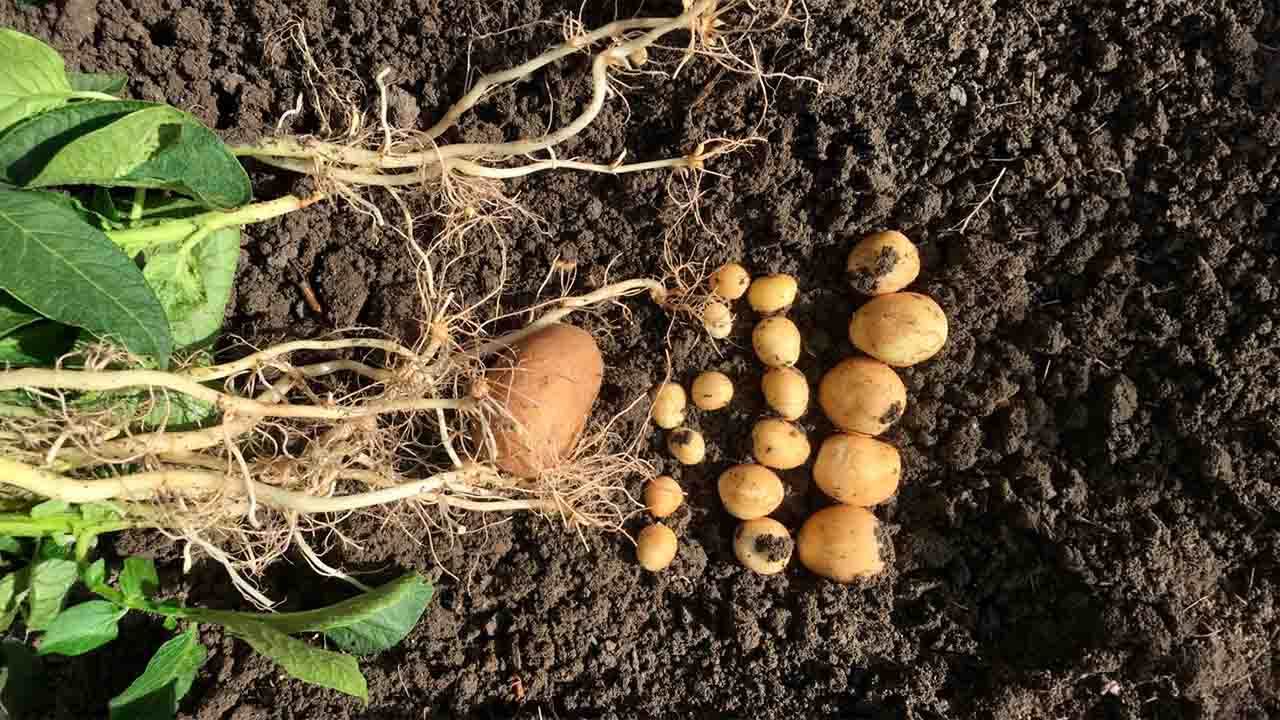 Enraizante y bioestimulación radicular: mucho más que raíces