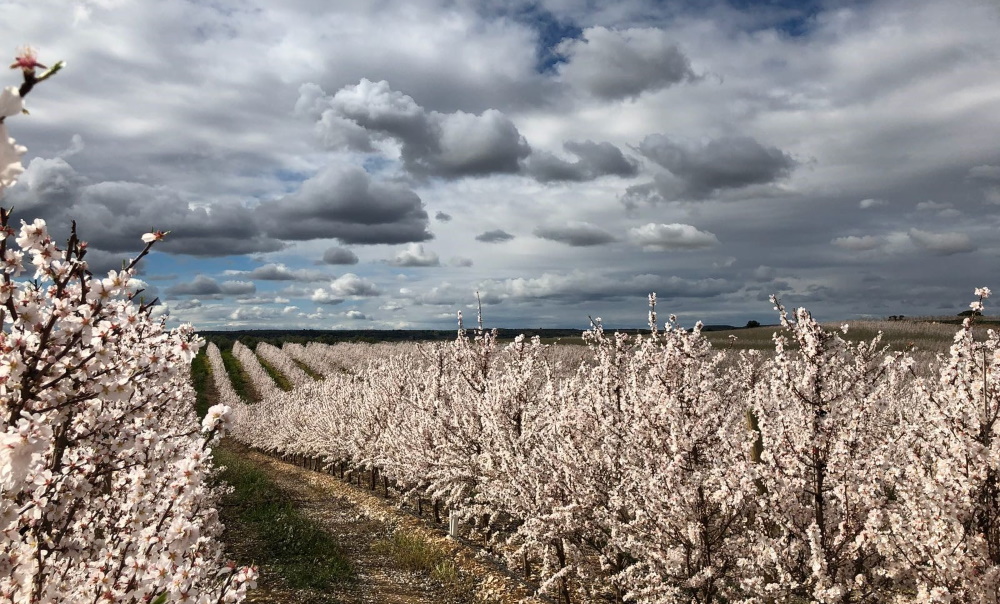 Biostimulants for almond tree flowering