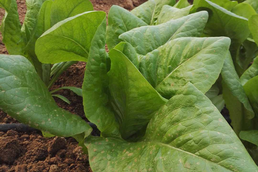 Mildiu en lechuga, en busca de aliados para su control