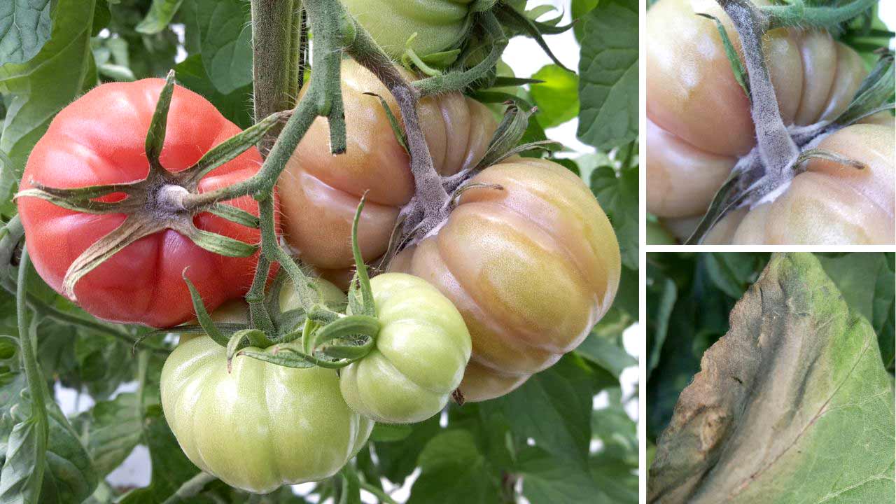 Tomato crop affected by botrytis