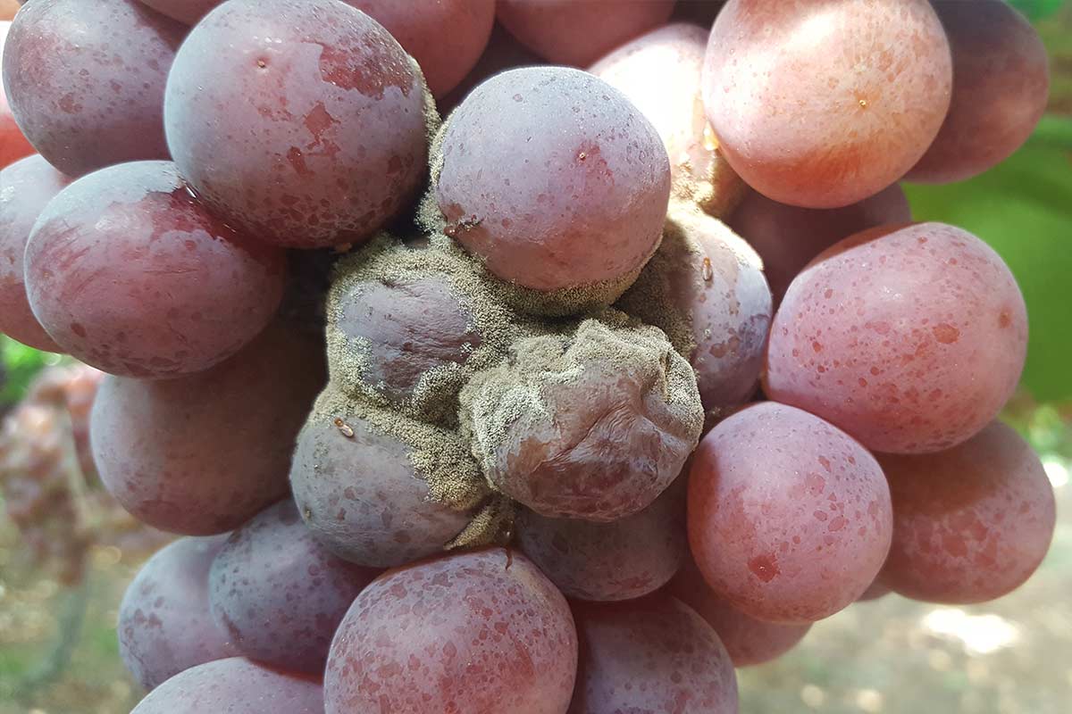 cómo erradicar la botritis de la uva