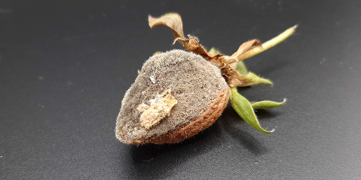 Strawberry affected by botrytis infection Botrytis on strawberries: learn how to control the disease
