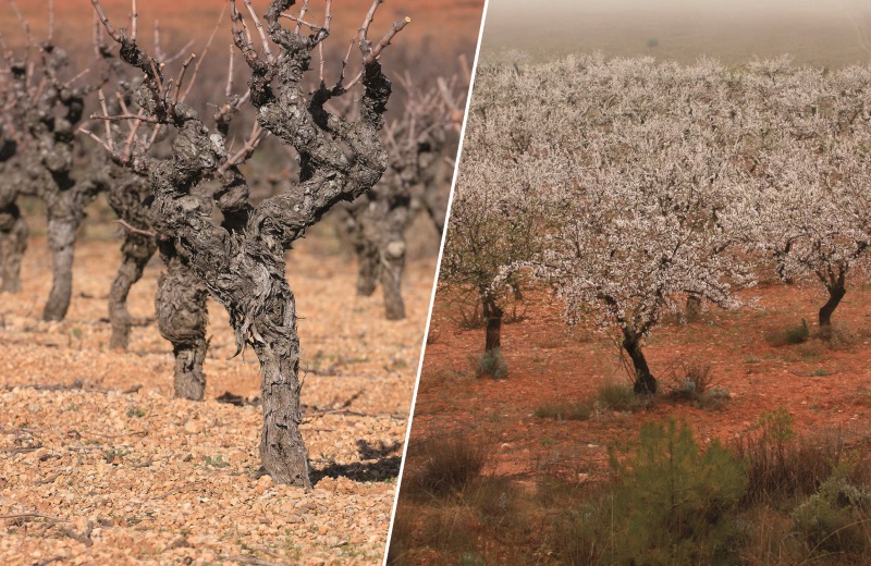 Pirecris recibe la autorización excepcional contra vectores de la Xylella fastidiosa en almendro y viña