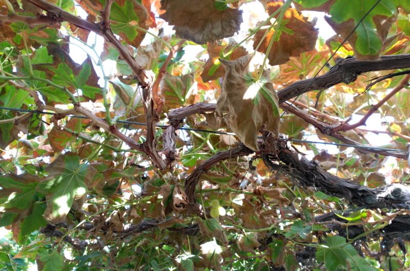 Control of Scaphoideus titanus on grapevines