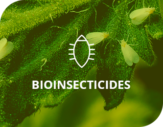 Bioinsecticides