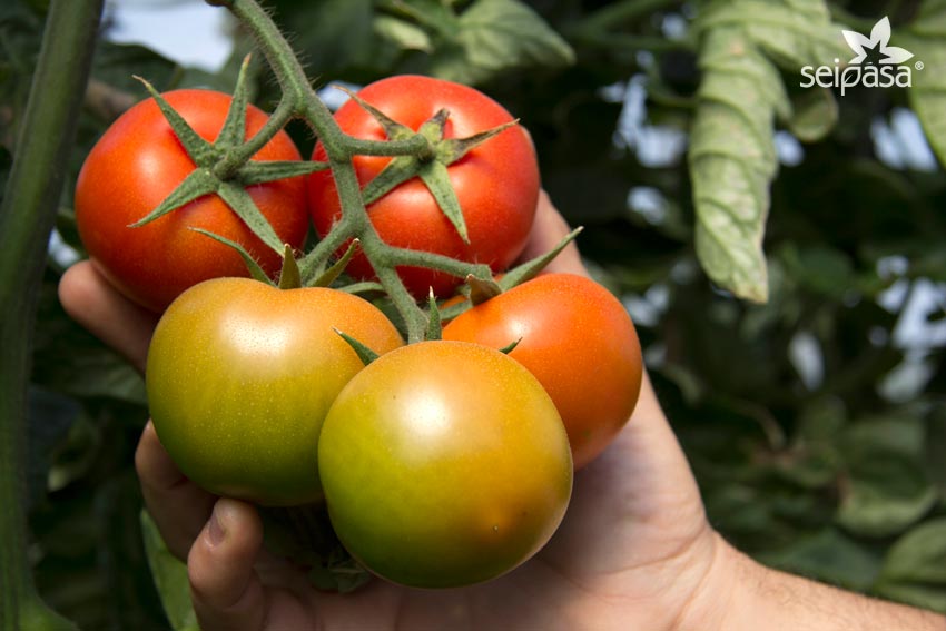 Actualizar Galleta entrada Fertilizantes para engorde de tomate - SEIPASA