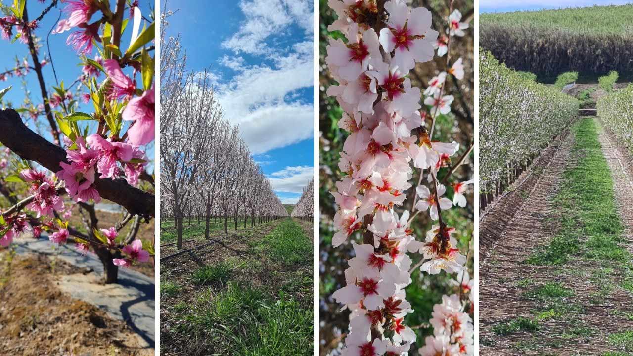 Floración y cuajado en frutales de hueso y pepita