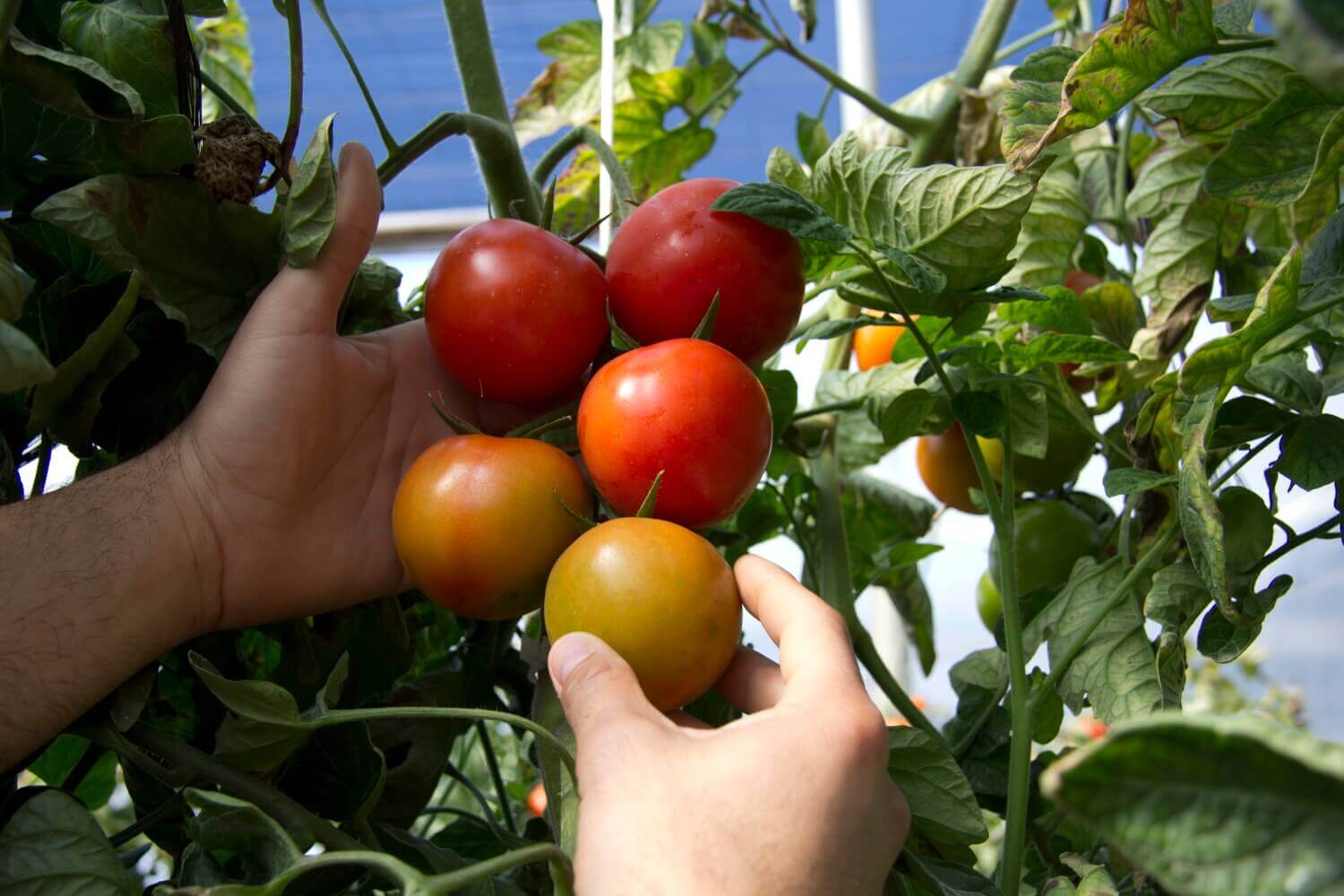 Calcium in tomato nutrition