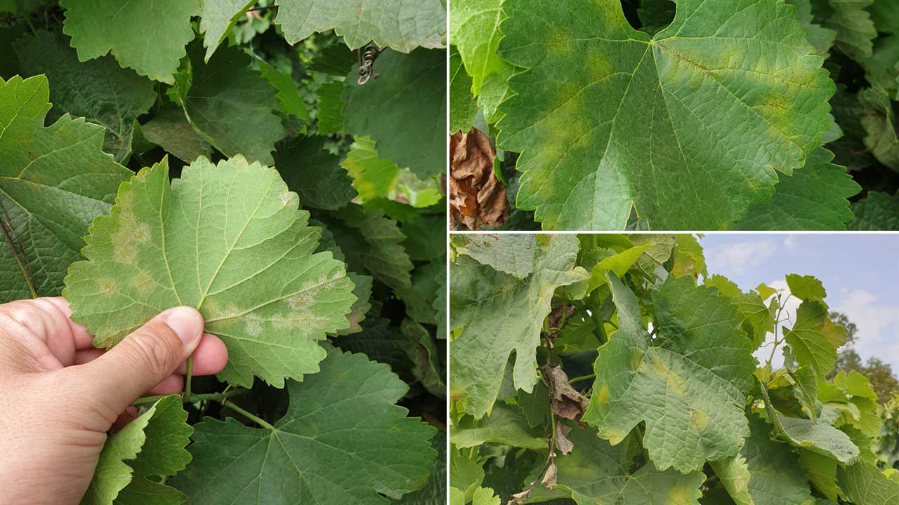 Síntomas evidentes de un ataque de mildiu sobre hoja de vid. Control de enfermedades de la vid: prevención y estrategia