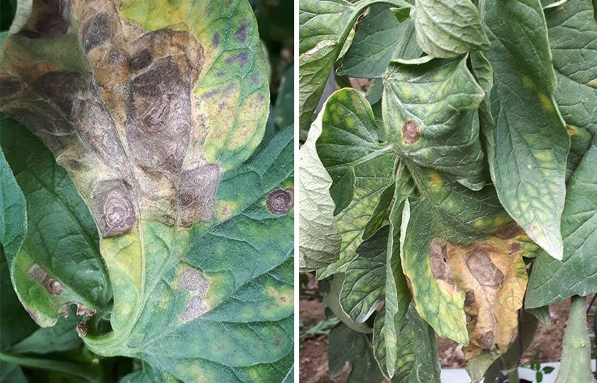 Alternaria en tomate: qué debes saber para su control