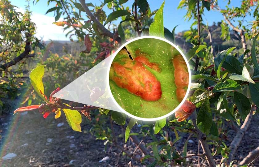 La abolladura o lepra es una de las enfermedades más extendidas entre los frutales Tratamientos contra la abolladura en melocotonero
