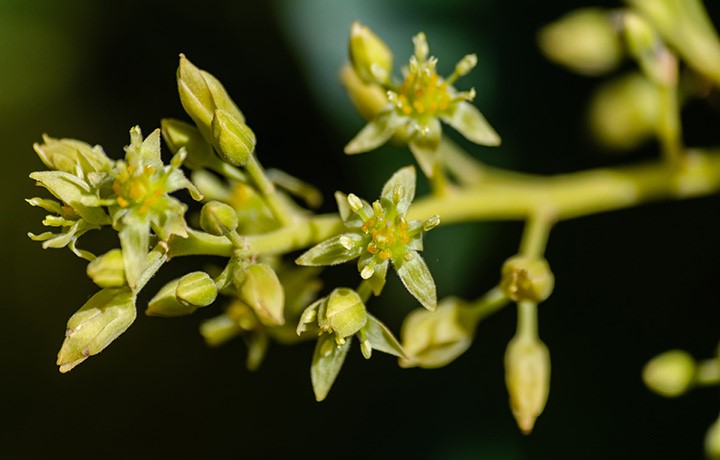 Floración del aguacate: claves para su manejo