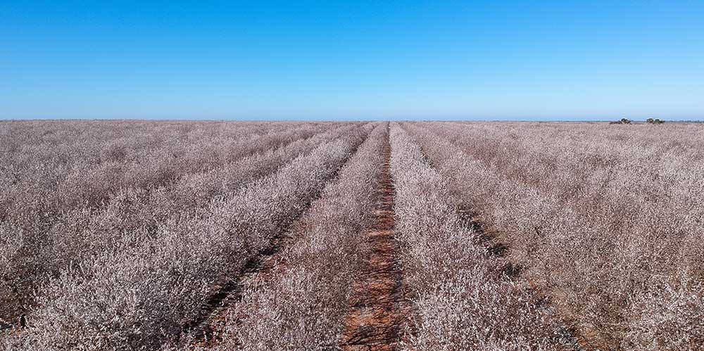 Super-intensive almond trees: keys to maximize yields