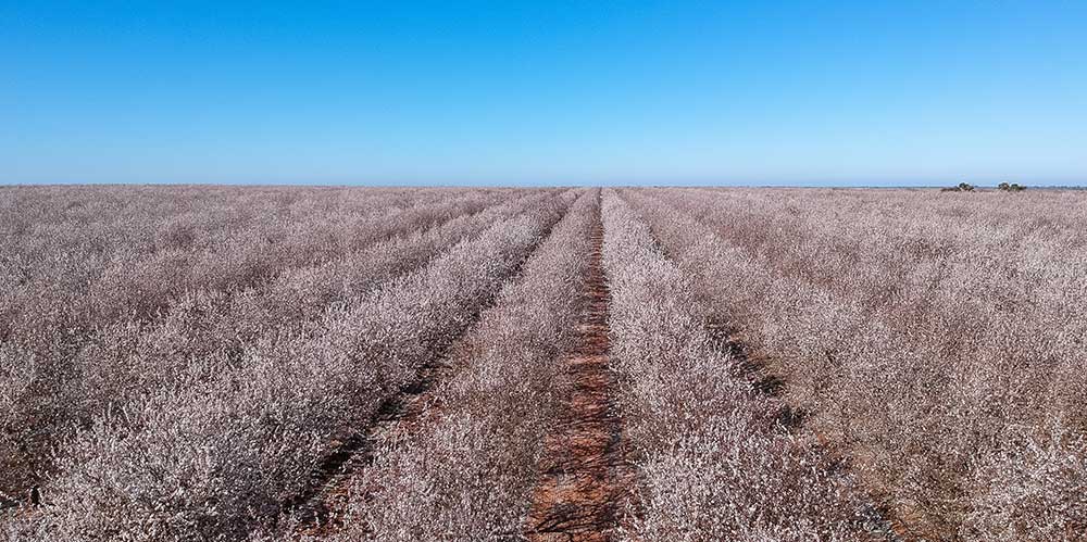 Almendro superintensivo: claves para maximizar la producción