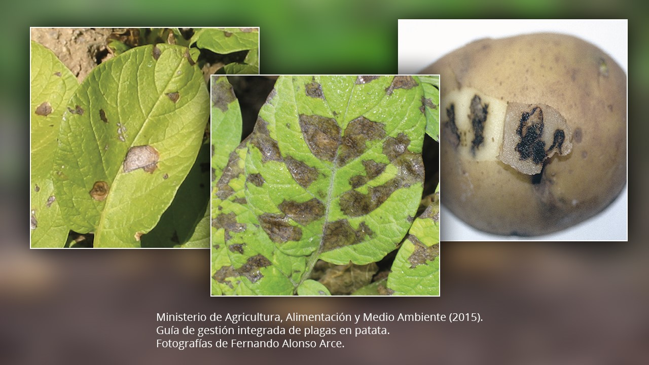 Alternaria en patata: identificación y control