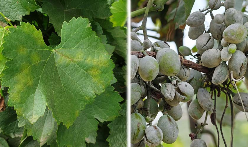 How to combat powdery mildew and downy mildew of the grapevine