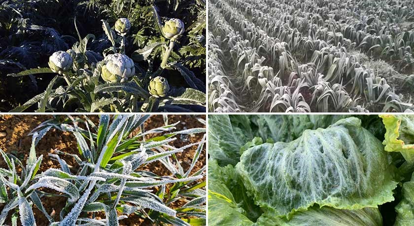 Efectos del hielo y las bajas temperaturas en cultivos de alcachofa, puerro, trigo y lechuga Estrés vegetal en las plantas: cómo prevenir daños del frío