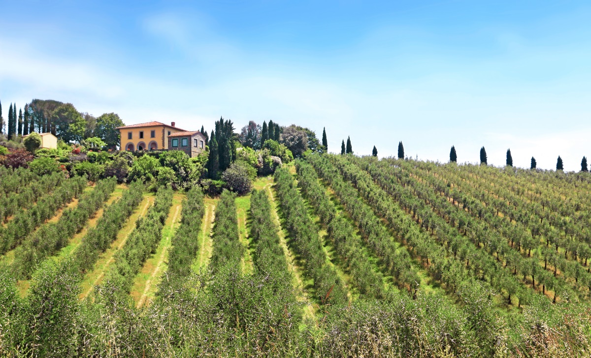 Super-intensive olive tree cultivation: keys to its biostimulation