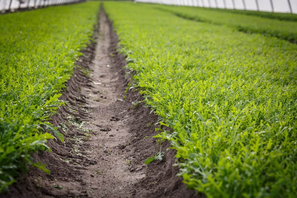 Arugula cultivation