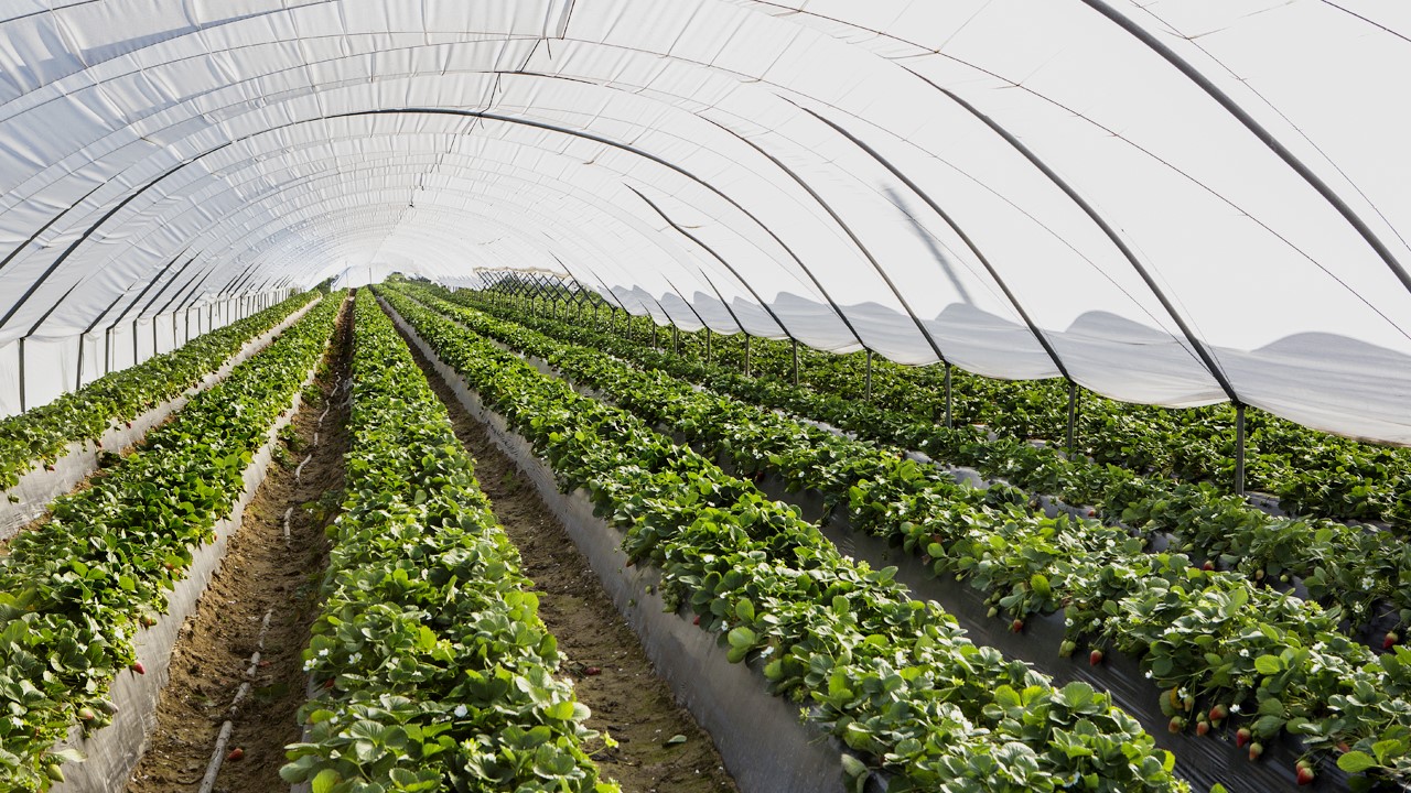 Trasplante en fresa: asegurar el establecimiento del cultivo