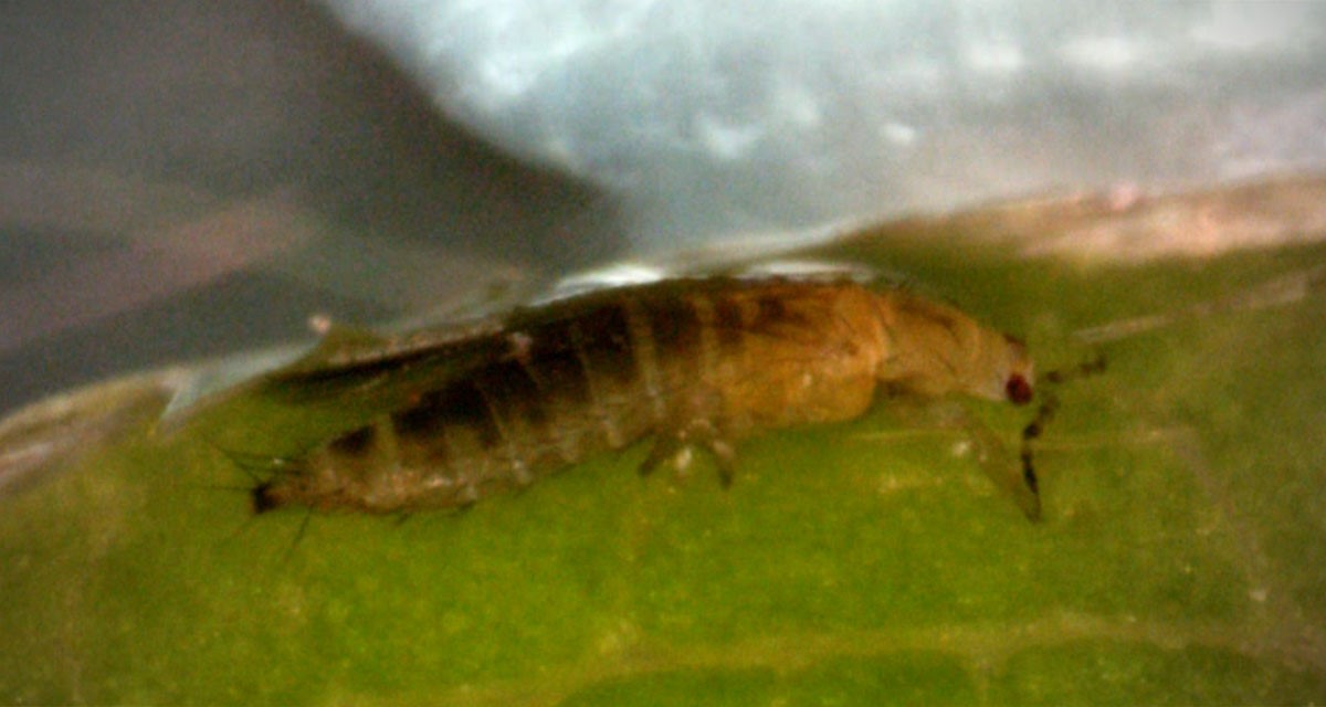 Imagen de trip sobre un cultivo tomada con microscopio Control de trips: tratamientos para mantenerlo a raya