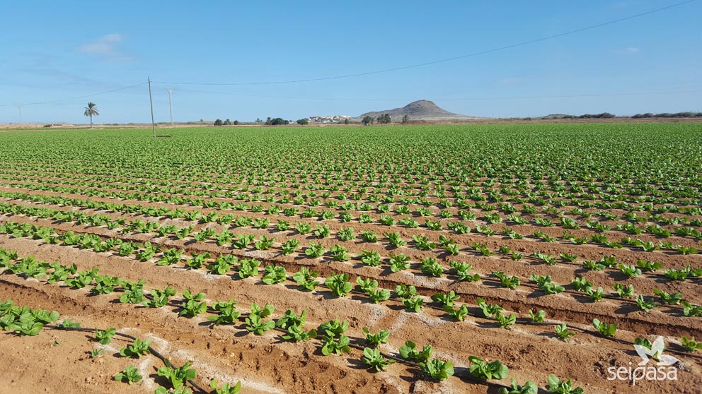 Recupera la fertilidad de tu suelo con Agrical