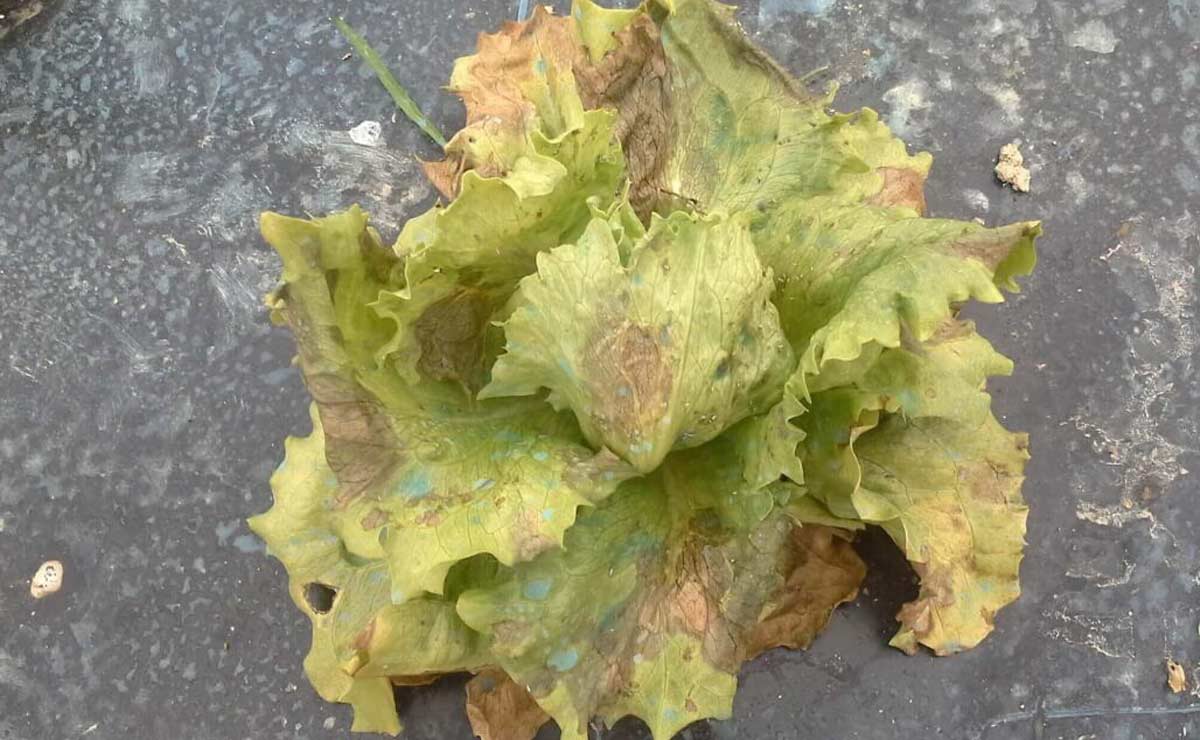 Lechuga afectada por un ataque de mildiu Enfermedades de la lechuga: prevención y control