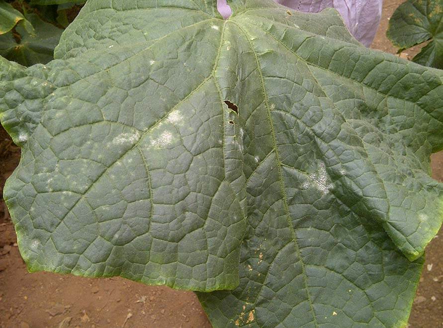 Cucumber powdery mildew: how to control the disease