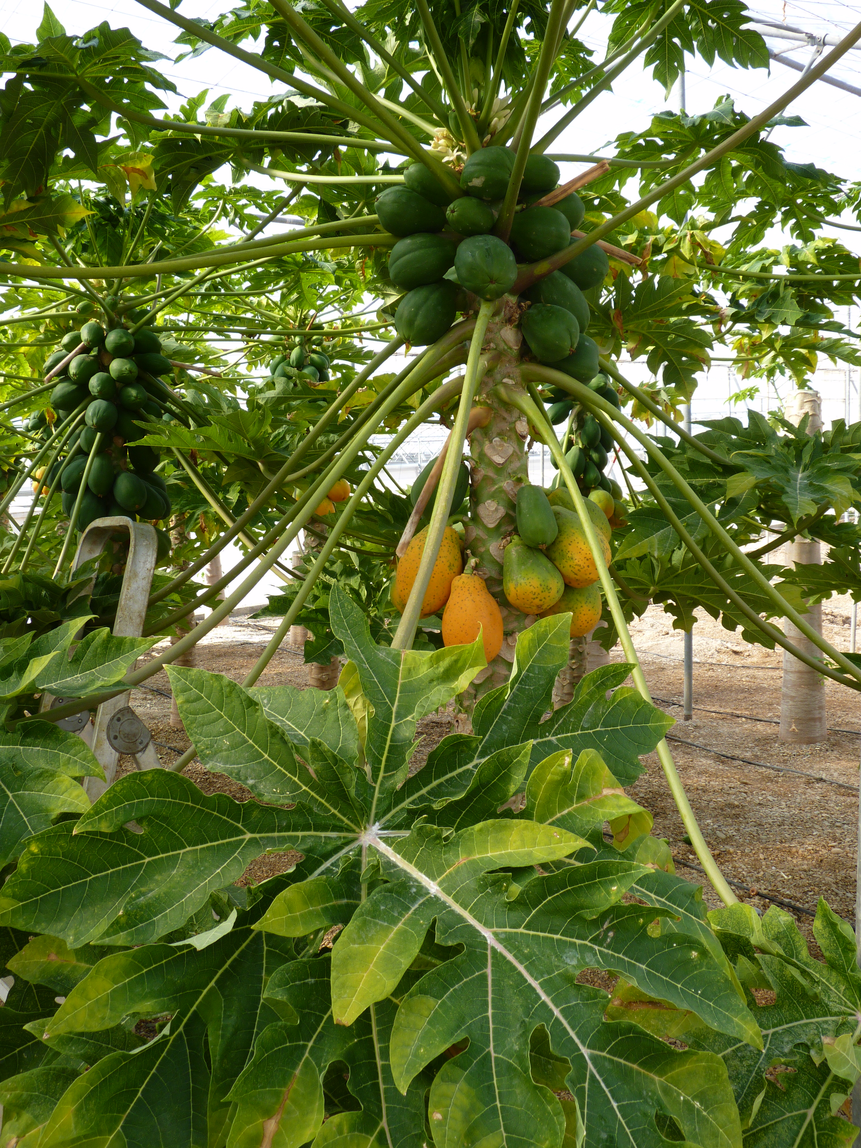 La implantación del cultivo de frutas subtropicales en el sudeste español  (I) - SEIPASA