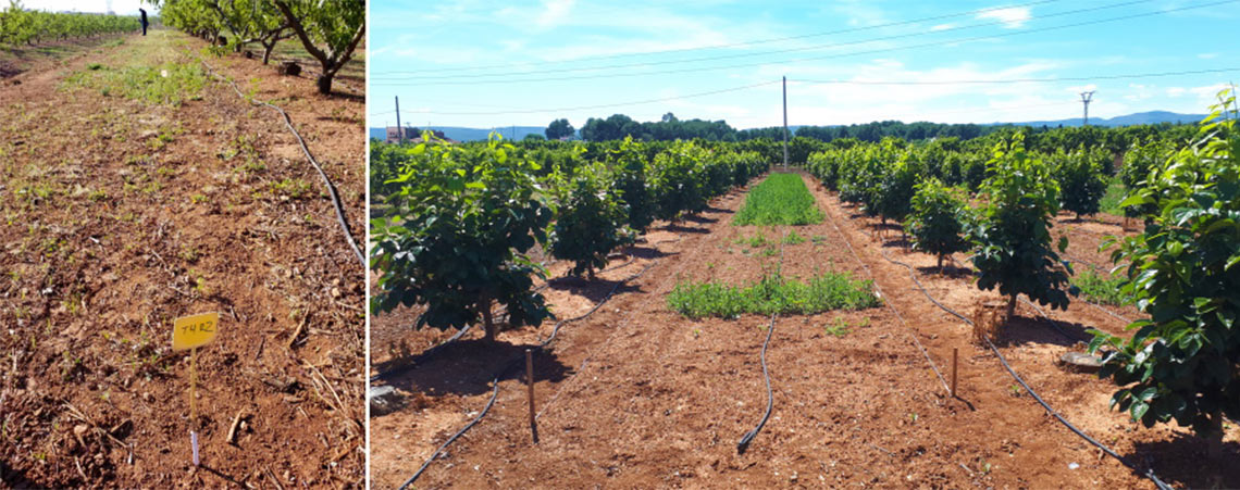 Seipasa y la UPV desarrollan un nuevo herbicida natural