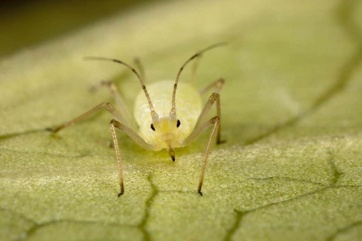 Aphid on plant structure Lettuce aphid: control strategies