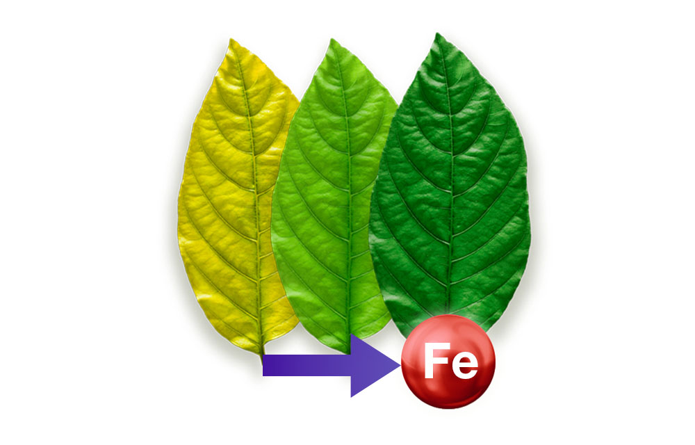 Hierro en las plantas y corrección de la clorosis férrica