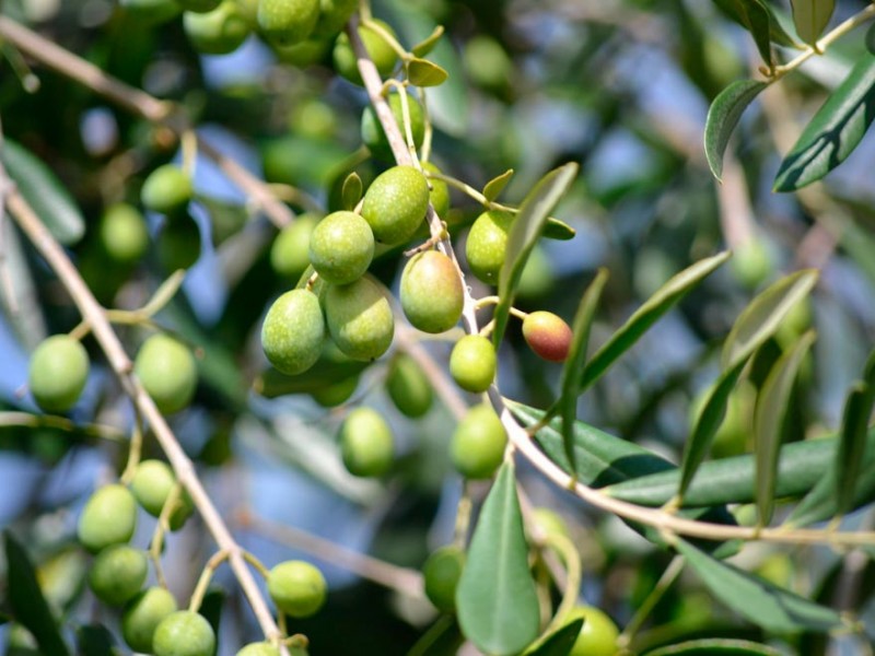 Abonos orgánicos para olivos. Aceitunas.