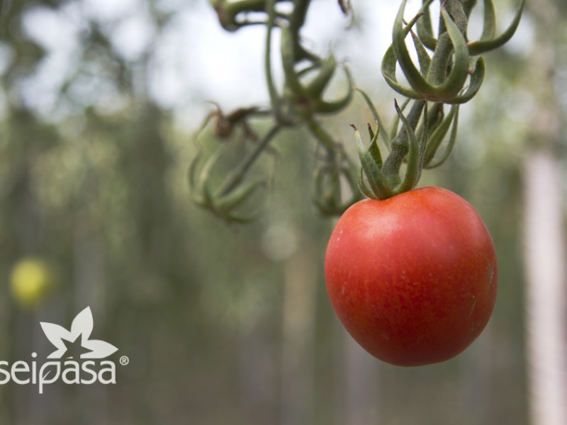 Tomate Seipasa