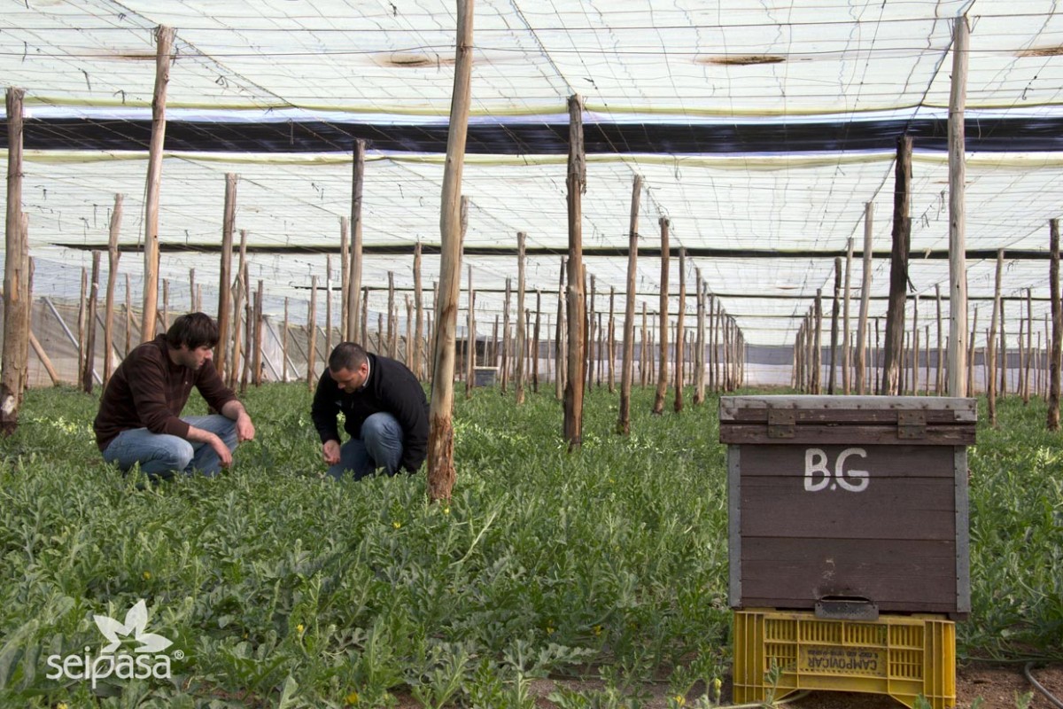Fertilizantes orgánicos en campo de sandías en El Ejido