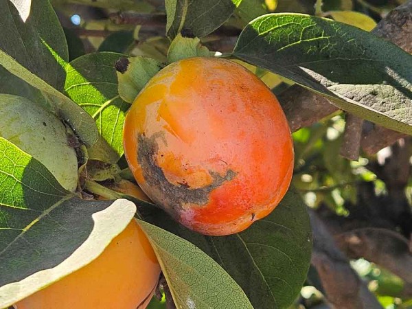 Controlling thrips in persimmons