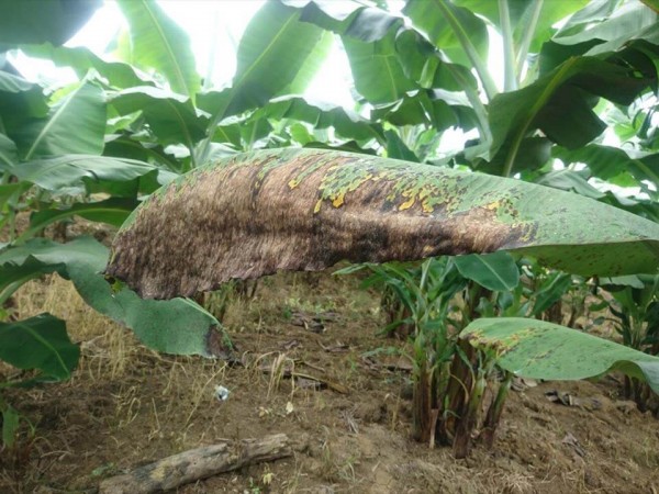 Controlling black sigatoka in banana