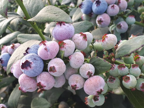 Botrytis en arándano